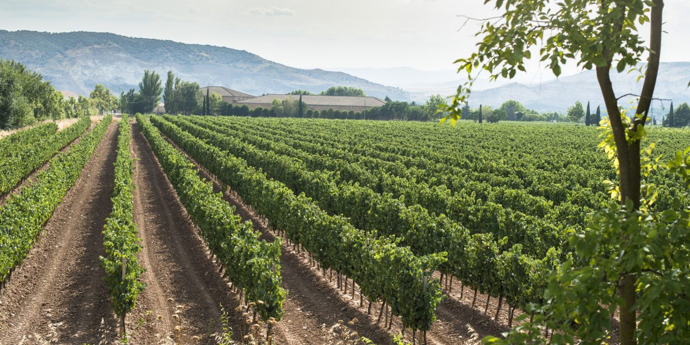 vineyards-and-winery.jpg